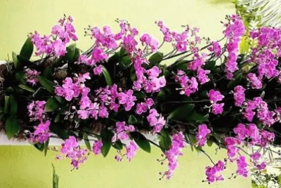 flores jigsaw puzzle