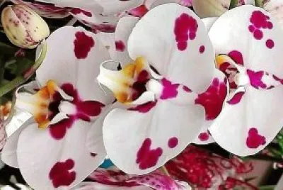 flores jigsaw puzzle