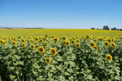 GirassÃ³is