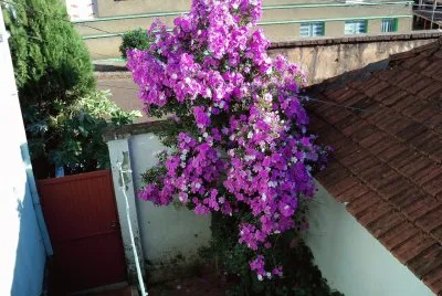 flores