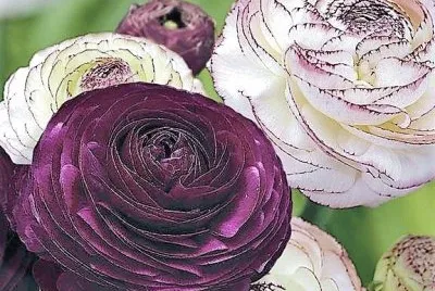 flores jigsaw puzzle