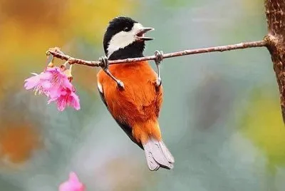 natural jigsaw puzzle