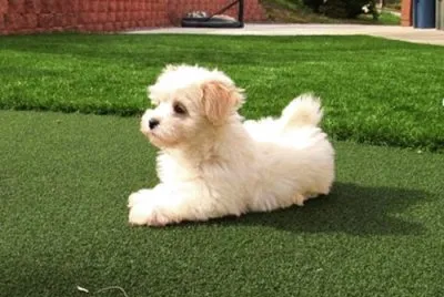Maltipoo jigsaw puzzle