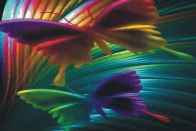 Butterfly jigsaw puzzle