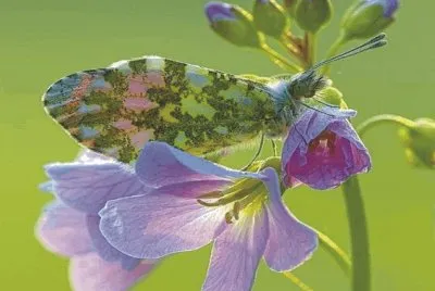 Butterfly jigsaw puzzle