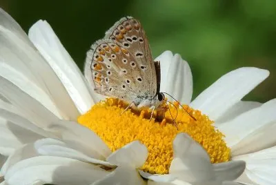 Butterfly jigsaw puzzle