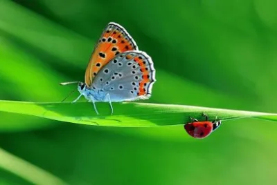 Butterfly