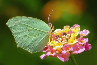 Butterfly jigsaw puzzle