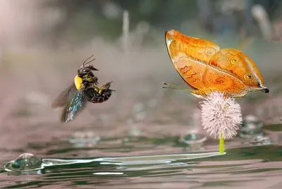 Butterfly
