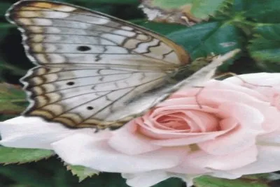 Butterfly jigsaw puzzle