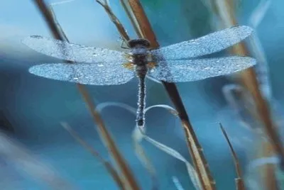Dragonfly