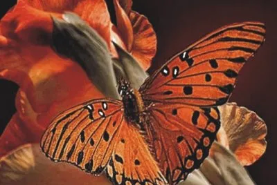 Butterfly jigsaw puzzle