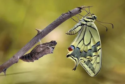 Butterfly jigsaw puzzle