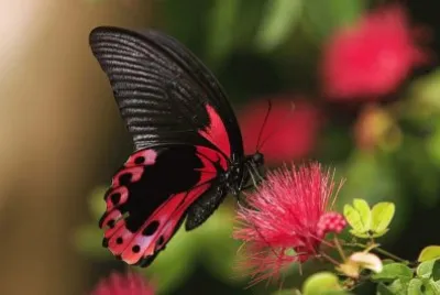 Butterfly jigsaw puzzle