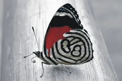 Butterfly jigsaw puzzle