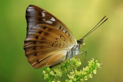 Butterfly jigsaw puzzle