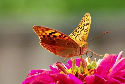 Butterfly jigsaw puzzle