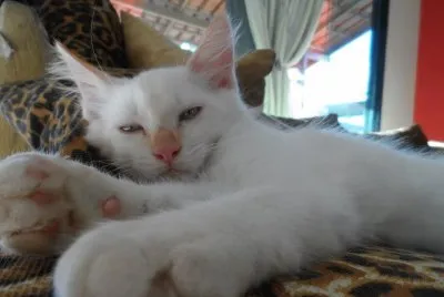 Simba
