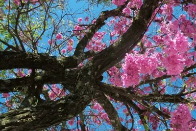 IpÃª rosa