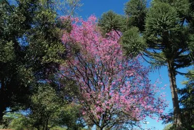 trees