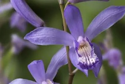 Bletilla striata jigsaw puzzle