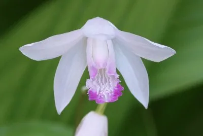 Bletilla striata jigsaw puzzle