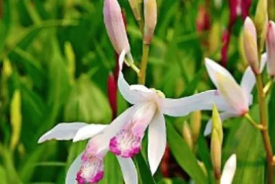 Bletilla striata jigsaw puzzle