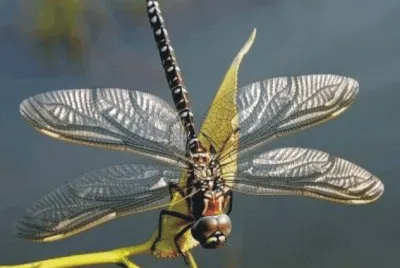 Dragonfly