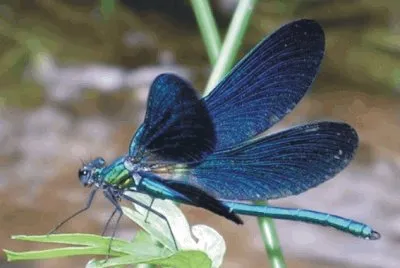 Dragonfly