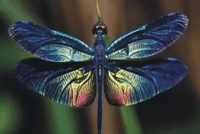 Dragonfly
