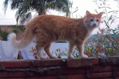 gatinho