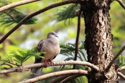 é³¥é¡ž