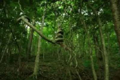 Nature jigsaw puzzle