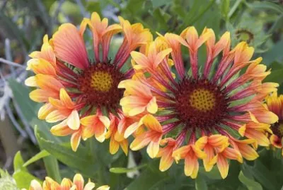 Gaillarde jigsaw puzzle