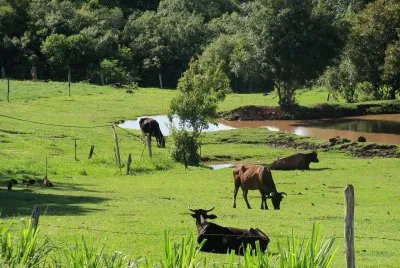 vacas jigsaw puzzle