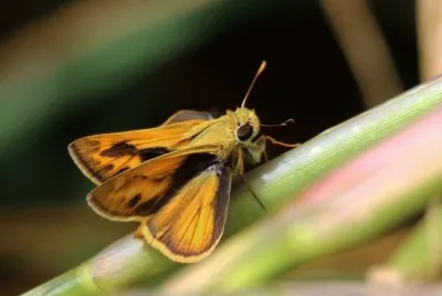 Polites vibex