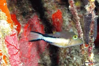 Sharp Nose Puffer Fish-Bahamas