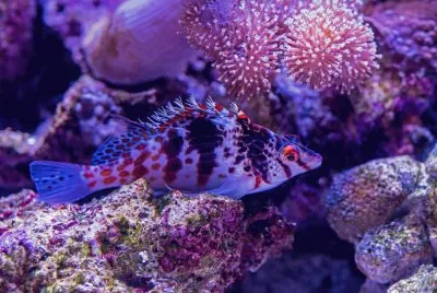Purple Puffer Fish