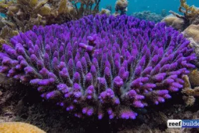 Beautiful Acropora Coral-Papua New Guinea