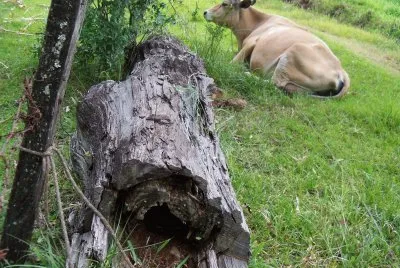tronco e vaca