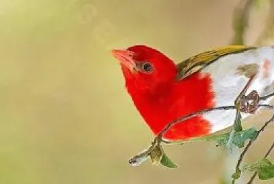 natural