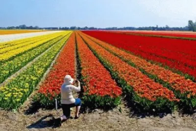 Imagem jigsaw puzzle