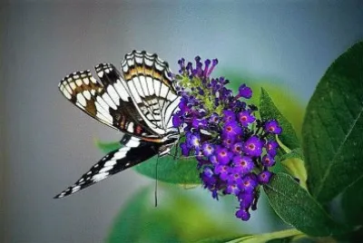 natural jigsaw puzzle