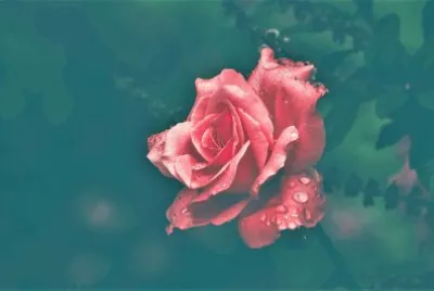 flores jigsaw puzzle