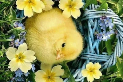 flores jigsaw puzzle