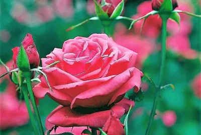 flores jigsaw puzzle