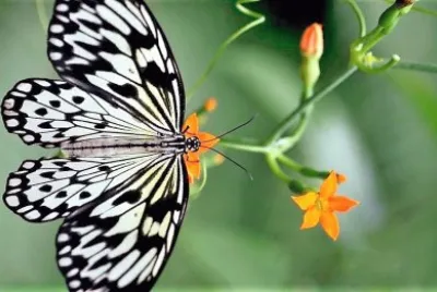 natural jigsaw puzzle