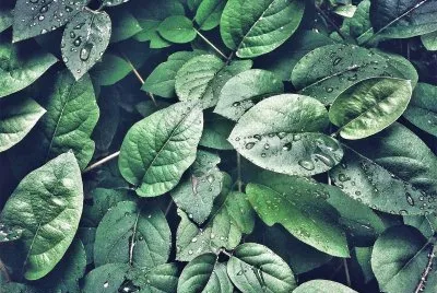 natural jigsaw puzzle