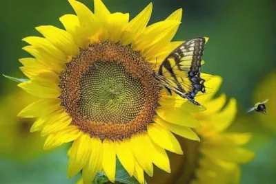 natural jigsaw puzzle