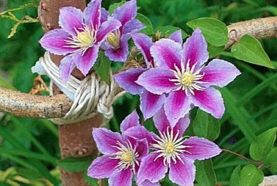 Clematite jigsaw puzzle